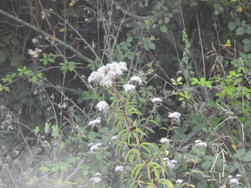 Hemp-agrimony (Eupatorium cannabinum)