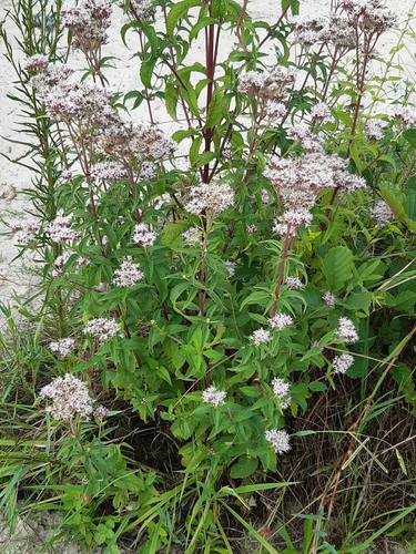 Hemp-agrimony (Eupatorium cannabinum)