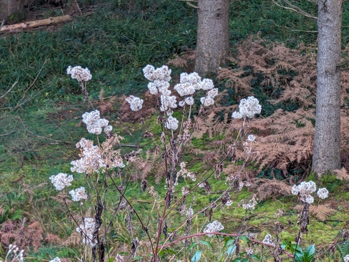 Hemp-agrimony (Eupatorium cannabinum)