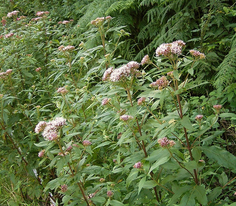 Hemp-agrimony: Eupatorium cannabinum