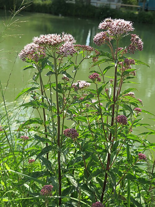 Hemp-agrimony: Gewöhnlicher Wasserdost ( Eupatorium cannabinum ) am Uferrand der Isar