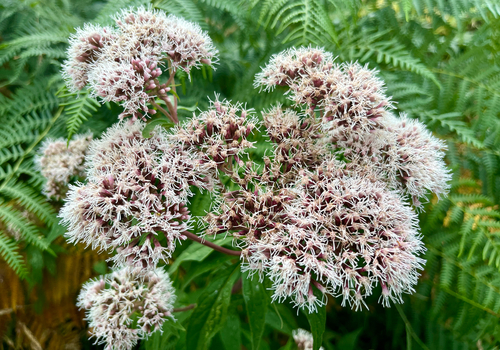 Hemp-agrimony