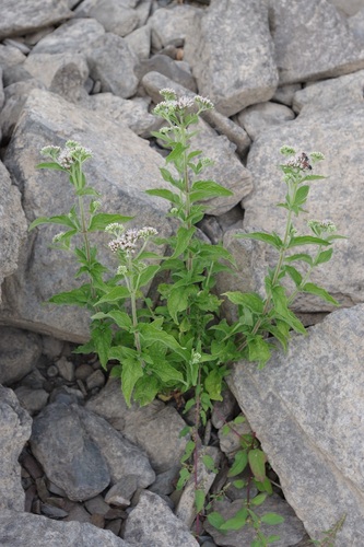 Hemp-agrimony (Eupatorium cannabinum)