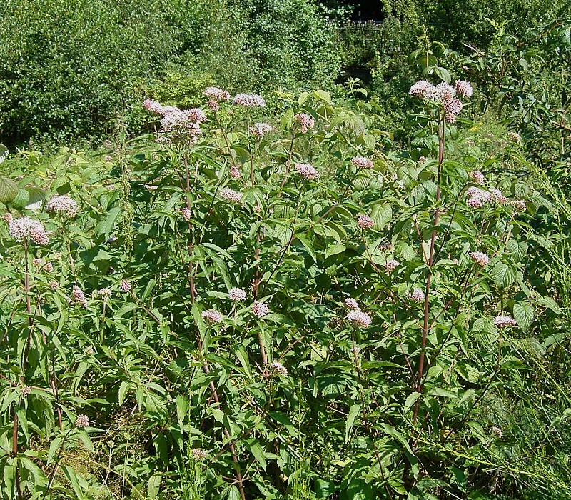 Hemp-agrimony: Eupatorium cannabinum