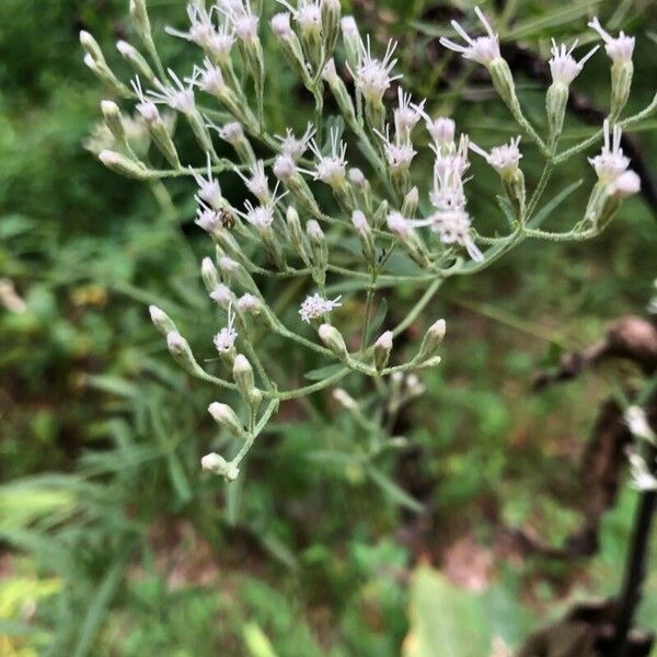 Hyssopleaf thoroughwort (Eupatorium hyssopifolium)