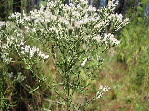 Hyssopleaf thoroughwort: Eupatorium hyssopifolium in the New Jersey Pine Barrens .