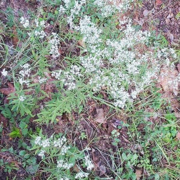 Hyssopleaf thoroughwort (Eupatorium hyssopifolium)