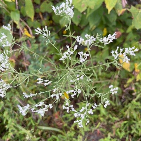 Hyssopleaf thoroughwort (Eupatorium hyssopifolium)