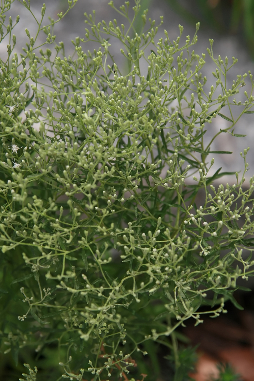 Hyssopleaf thoroughwort: Location taken: United States Botanic Garden. Names: Eupatorium hyssopifolium var. laciniatum A.Gray, Hyssop-Leaf Thoroughwort, Hyssop-Leaved Boneset, Hyssoplea