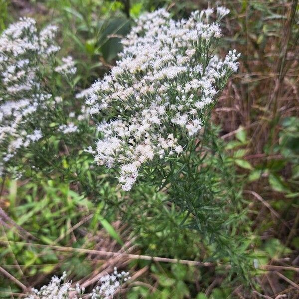 Hyssopleaf thoroughwort (Eupatorium hyssopifolium)