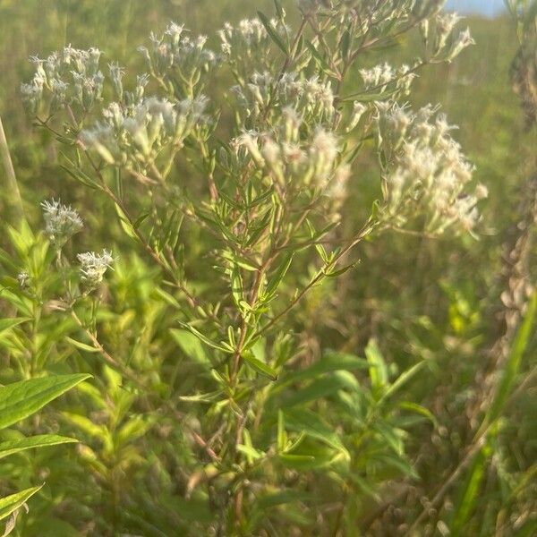 Hyssopleaf thoroughwort (Eupatorium hyssopifolium)