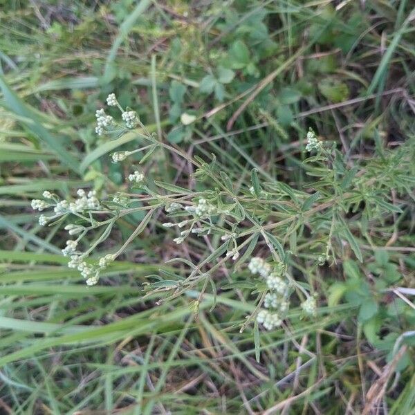 Hyssopleaf thoroughwort (Eupatorium hyssopifolium)