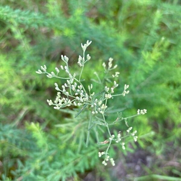 Hyssopleaf thoroughwort (Eupatorium hyssopifolium)