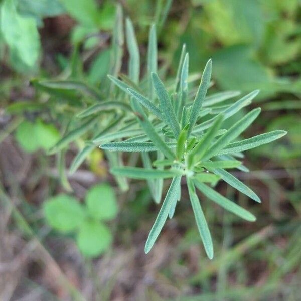 Hyssopleaf thoroughwort (Eupatorium hyssopifolium)