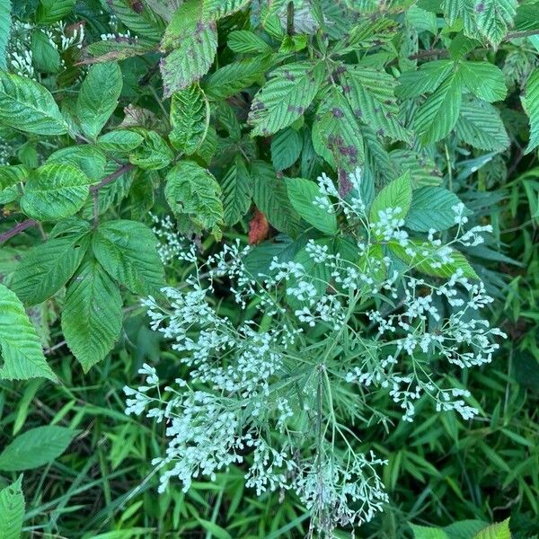 Hyssopleaf thoroughwort (Eupatorium hyssopifolium)