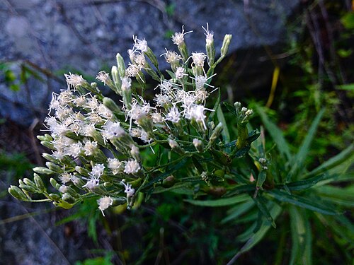 Hyssopleaf thoroughwort: Photo of Eupatorium hyssopifolium in flower. This is a native plant growing wild in Great Falls Park, Fairfax county Virginia, USA. This species is a member of