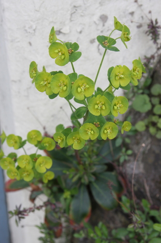 Wood spurge (Euphorbia amygdaloides)