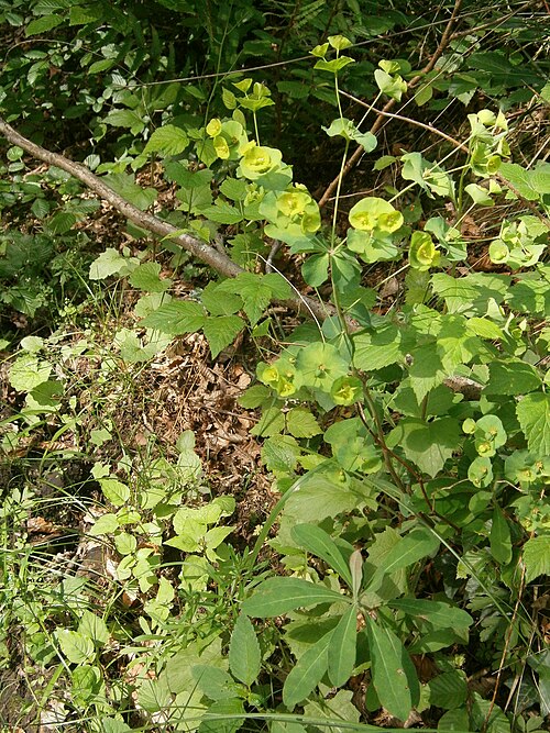 Wood spurge: Euphorbia amygdaloides