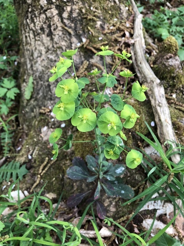 Wood spurge (Euphorbia amygdaloides)