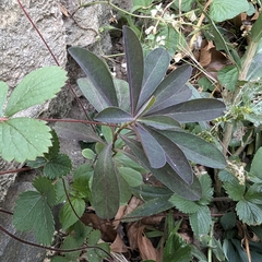 Wood spurge (Euphorbia amygdaloides)