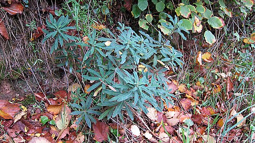 Wood spurge: Argentré-du-Plessis ( Ille-et-Vilaine , Bretagne , France) : Une euphorbe des bois ( Euphorbia amygdaloides ) au bord d'un chemin.