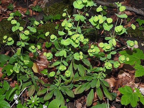 Wood spurge: Wood spurge ( Euphorbia amygdaloides ), Schoenbach valley near Muehlhausen i. T. , Germany