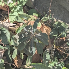 Wood spurge (Euphorbia amygdaloides)