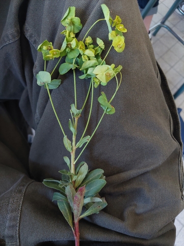 Wood spurge (Euphorbia amygdaloides)