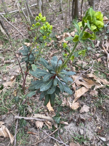 Wood spurge (Euphorbia amygdaloides)