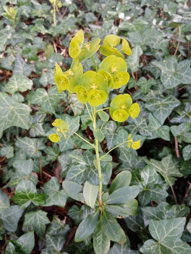 Wood spurge (Euphorbia amygdaloides)