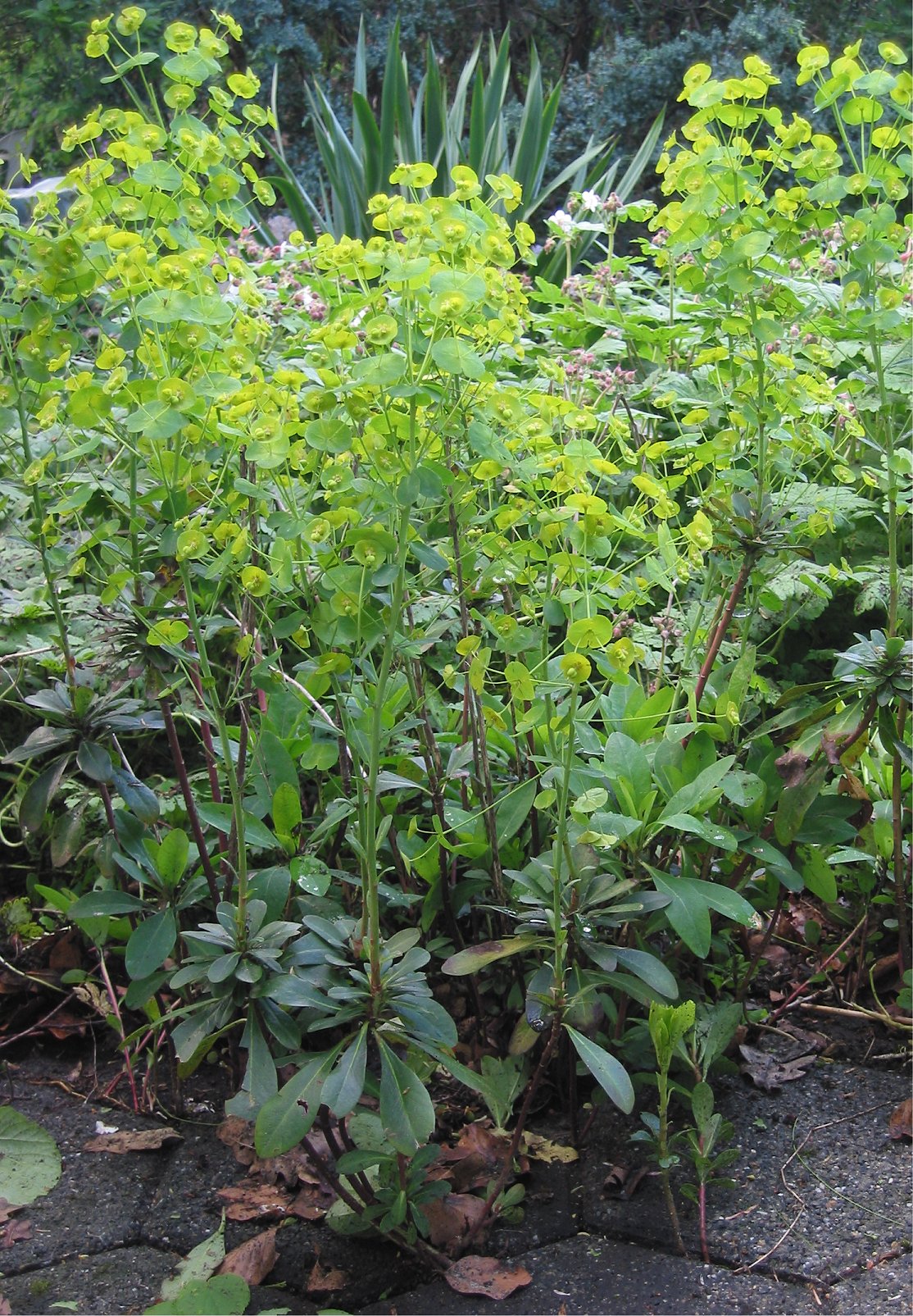 Wood spurge: Amandelwolfsmelk Euphorbia amygdaloides plant;