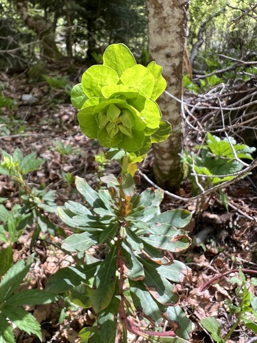 Wood spurge (Euphorbia amygdaloides)
