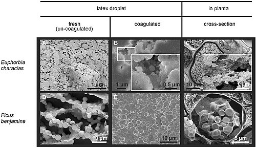Albanian spurge: Cryo-SEM images of latex from Euphorbia characias and Ficus benjamina. Latex droplets were used both immediately after collecting (a, d) and as soon as they wer