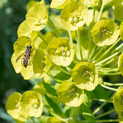 Albanian spurge: Albanian spurge ( Euphorbia characias ) in the Botanical Garden of the University of Vienna, Austria. A wasp is on one of its flowers.