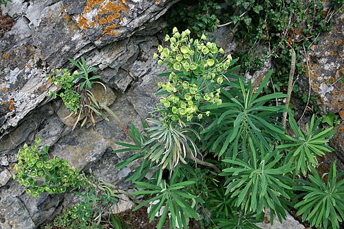 Albanian spurge: Euphorbia veneta