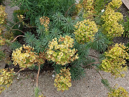 Albanian spurge: Euphorbia characias, Botanical garden, Leiden