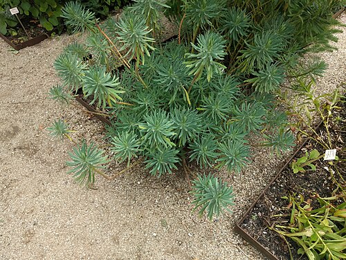 Albanian spurge: Euphorbia characias, Hortus Botanicus Leiden, Netherlands