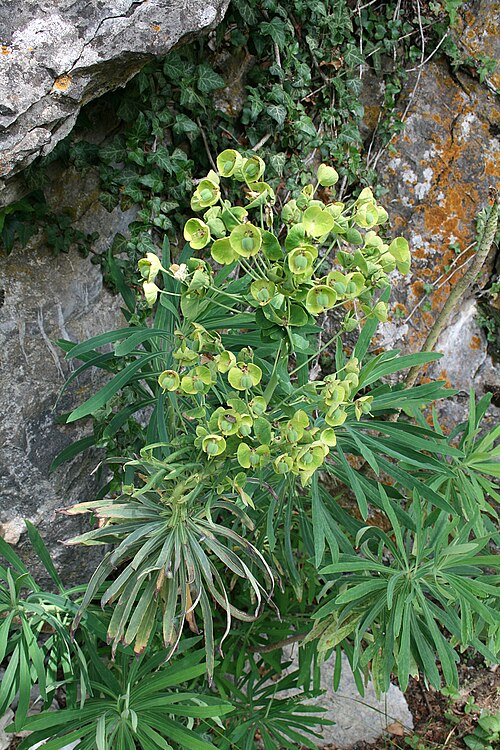 Albanian spurge: Euphorbia veneta