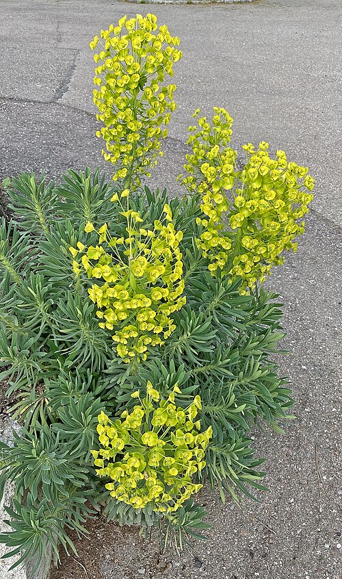 Albanian spurge: Palisade Spurge (Euphorbia characias), an evergreen plant that contains a white poisonous milky sap. Locations of this extremely resistant plant are mostly fall