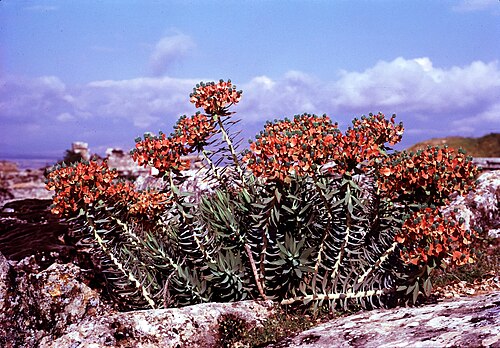 Albanian spurge: 1973-4-17 Hiërapolis - Euphorbia charatias