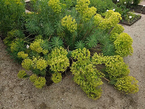 Albanian spurge: Hortus botanicus Leiden
