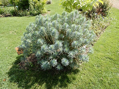 Albanian spurge: Euphorbia characias au jardin de l'École du Breuil, près du Bois de Vincennes, en août 2018.