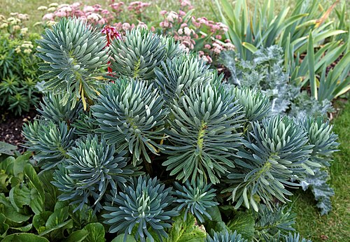 Albanian spurge: Euphorbia characias in the West Garden at Hatfield House in Hertfordshire , England. Software : RAW file lens-corrected, optimized and converted to JPEG with Dx