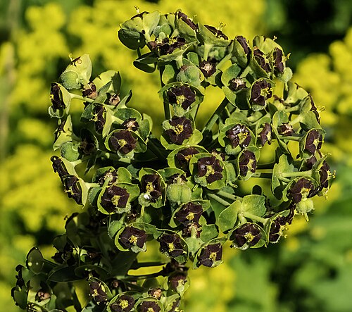 Albanian spurge: Euphorbia characias - inflorescences.