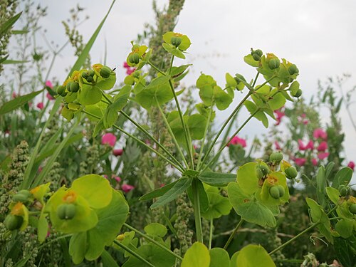 Leafy spurge: Esels-Wolfsmilch ( Euphorbia esula ) bei Wiesbaden-Nordenstadt