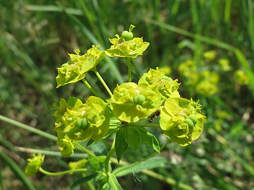 Leafy spurge: Esels-Wolfsmilch ( Euphorbia esula ) im Naturschutzgebiet Bachwiesen/Leopoldswiesen im Hockenheimer Rheinbogen
