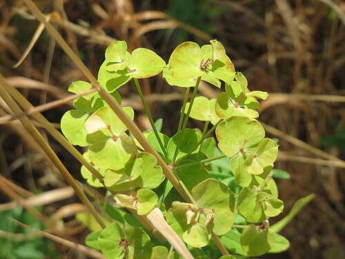 Leafy spurge: Esels-Wolfsmilch ( Euphorbia esula ) bei Wiesbaden-Nordenstadt