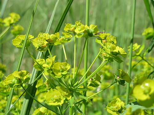 Leafy spurge: Esels-Wolfsmilch ( Euphorbia esula ) im Naturschutzgebiet Bachwiesen/Leopoldswiesen im Hockenheimer Rheinbogen