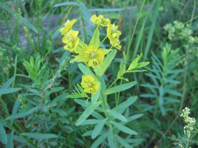 Leafy spurge: Scharfe Wolfsmilch ( Euphorbia esula ) Hinweis: Photo zeigt wahrscheinlich die Hybride E. x pseudovirgata