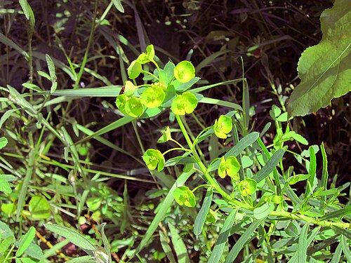 Leafy spurge: Esels-Wolfsmilch ( Euphorbia esula ) auf der Ketscher Rheininsel